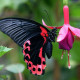 Метелик "Червоний мормон"