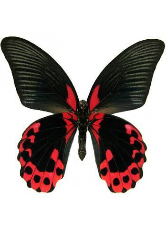 Метелик "Червоний мормон"