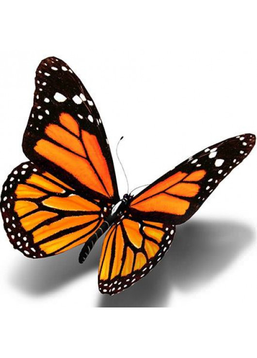 Метелик Монарх