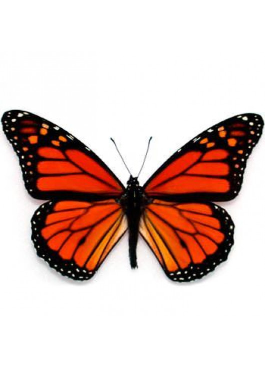 Метелик Монарх