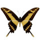 Метелик "Тоас"