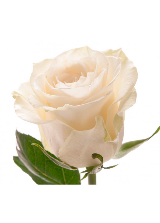 Біла троянда Mondial