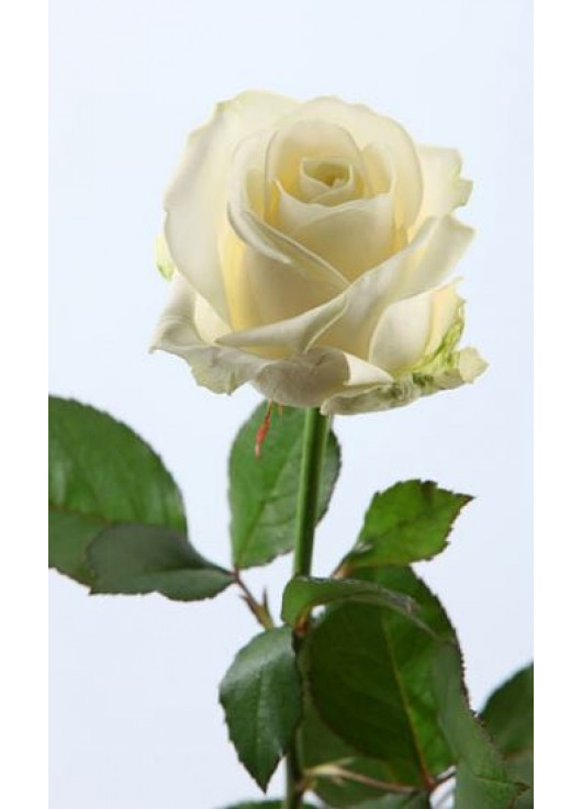 Біли троянди Аваланч