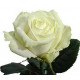 Біли троянди Аваланч