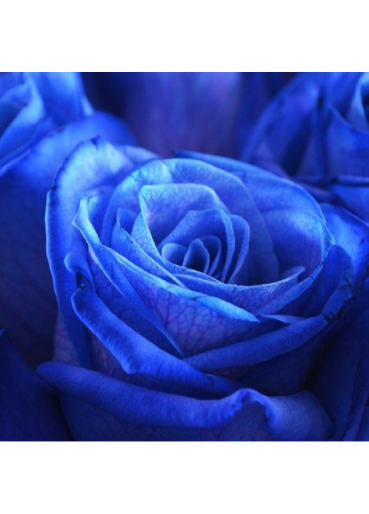 Сині троянди "П'ятий елемент"