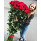 Голандські троянди  150 см