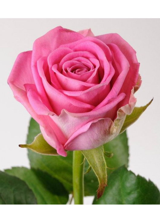 Рожева троянда Аква