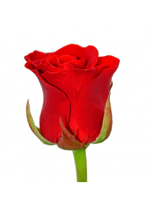 Червоні троянди Эль-торо