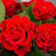 Червоні троянди Эль-торо