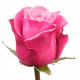 Рожеві троянди Deep Water