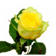 Жовта троянда 