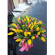 Веселкова весна 101 тюльпан