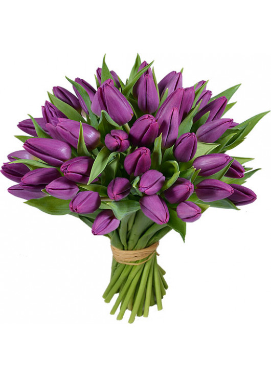 51 фіолетовий тюльпан