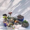 Суккуленти