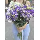 Біло-фіолетова еустома