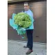 Салатові гортензії
