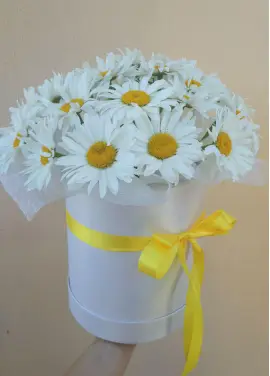 Ромашки у капелюшної коробці