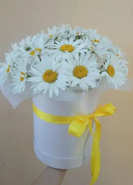 Ромашки у капелюшної коробці