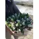 51 тюльпан у капелюшної коробці