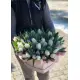 51 тюльпан у капелюшної коробці