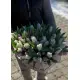 51 тюльпан у капелюшної коробці