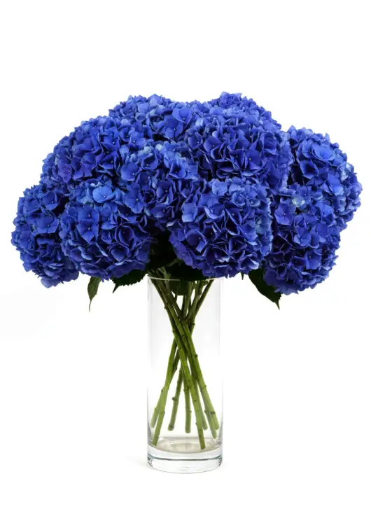 Букет із 11 блакитних гортензій