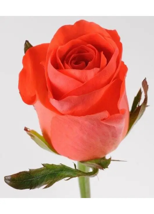Коралові троянди сорту Wow або Red Wow Коралові троянди сорту Wow або Red Wow