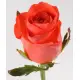 Коралові троянди сорту Wow або Red Wow Коралові троянди сорту Wow або Red Wow