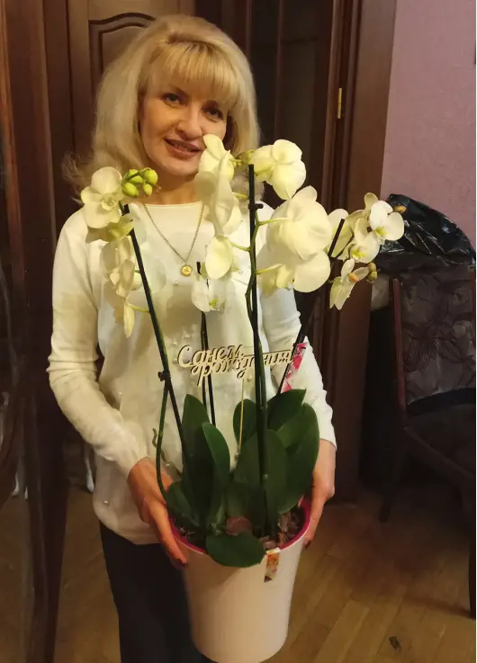 Орхідея у горшику