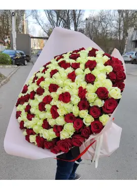 101 червона і біла троянда "Мілан" 70см
