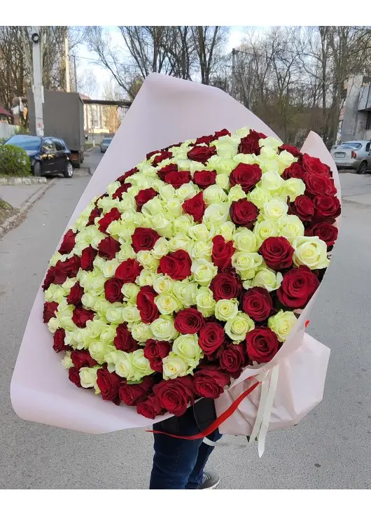 101 червона і біла троянда "Мілан" 70см