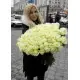 101 біла троянда "Класика" 101 біла троянда "Класика"