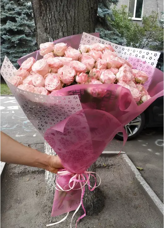 Кущова троянда Днепр Кущова троянда Днепр
