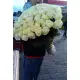 Біли троянди Аваланч