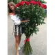 Голандські троянди  150 см