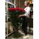 Голандські троянди  150 см