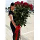 Голандські троянди