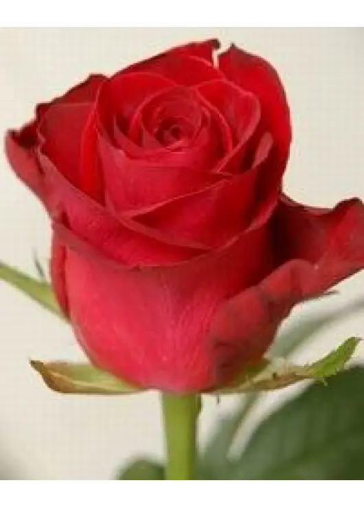 Коралові троянди сорту Wow або Red Wow Коралові троянди сорту Wow або Red Wow