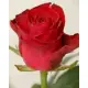 Коралові троянди сорту Wow або Red Wow Коралові троянди сорту Wow або Red Wow