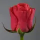 Коралові троянди сорту Wow або Red Wow Коралові троянди сорту Wow або Red Wow