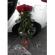 Голандські троянди