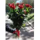 Червоні троянди Гран-при