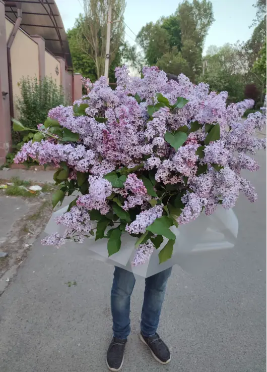 Величезний букет бузку