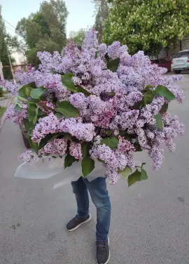Величезний букет бузку