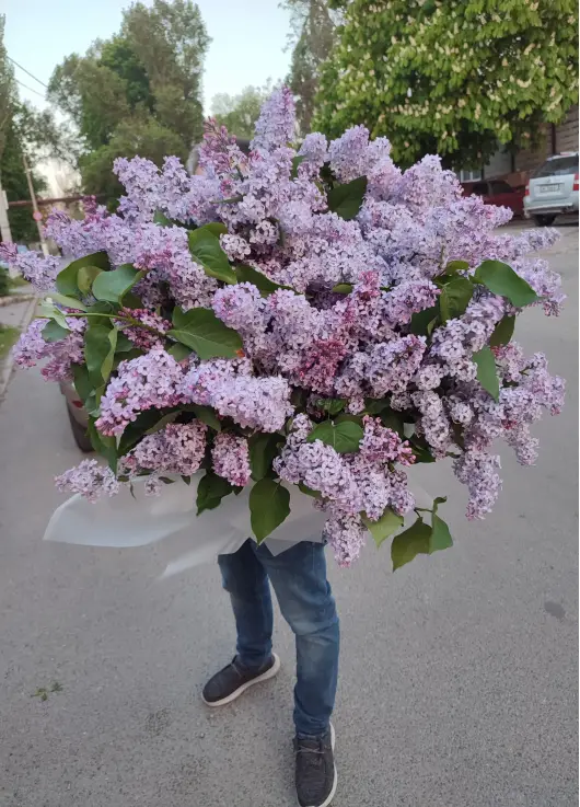Величезний букет бузку