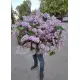 Величезний букет бузку
