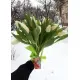 Букет із 15 білих тюльпанів (імпорт, Нідерланди)