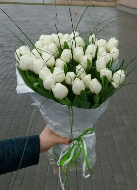 Букет із 51 білих тюльпанів (імпорт, Нідерланди)