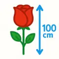 100 см