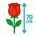 Букети троянд  70 см